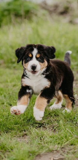 [2436x1125]瑞士伯恩山犬 宠物 饲养 奔跑 苹果手机壁纸图片