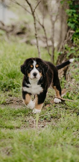 [2436x1125]瑞士伯恩山犬 宠物 饲养 野外 苹果手机壁纸图片