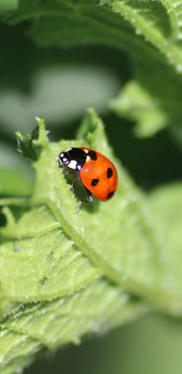 [2436x1125]瓢虫 叶子 绿色 昆虫 苹果手机壁纸图片