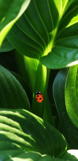 [2436x1125]瓢虫 昆虫 叶子 绿色 苹果手机壁纸图片