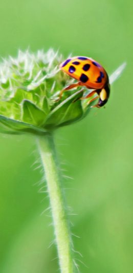 [2436x1125]瓢虫 草地 甲虫 花 植物 苹果手机壁纸图片