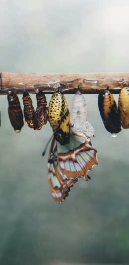 [2436x1125]生命 茧 化茧成蝶 蝴蝶 苹果手机壁纸图片