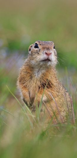 [2436x1125]田鼠 草原 觅食 旅鼠 苹果手机壁纸图片