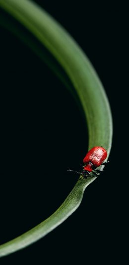 [2436x1125]甲虫 昆虫 枝叶 小巧 苹果手机壁纸图片