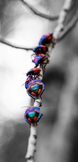 [2436x1125]甲虫 昆虫 树枝 外壳 苹果手机壁纸图片