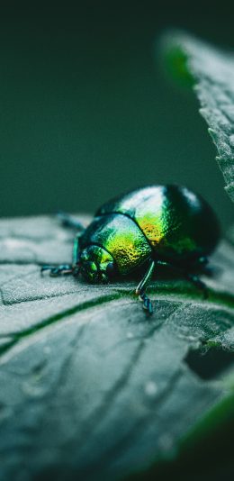 [2436x1125]甲虫 昆虫 瓢虫 枝叶 苹果手机壁纸图片