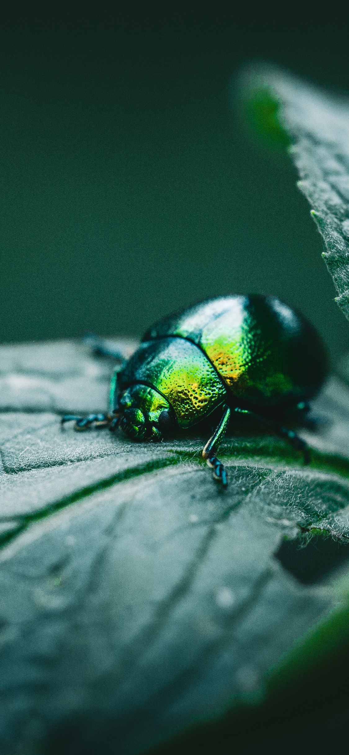 [2436×1125]甲虫 昆虫 瓢虫 枝叶 苹果手机壁纸图片