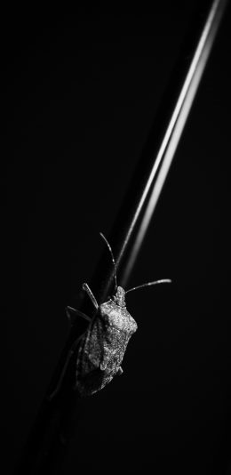 [2436x1125]甲虫 黑白 爬行 昆虫 苹果手机壁纸图片