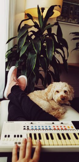 [2436x1125]电子琴 宠物狗 泰迪犬 苹果手机壁纸图片