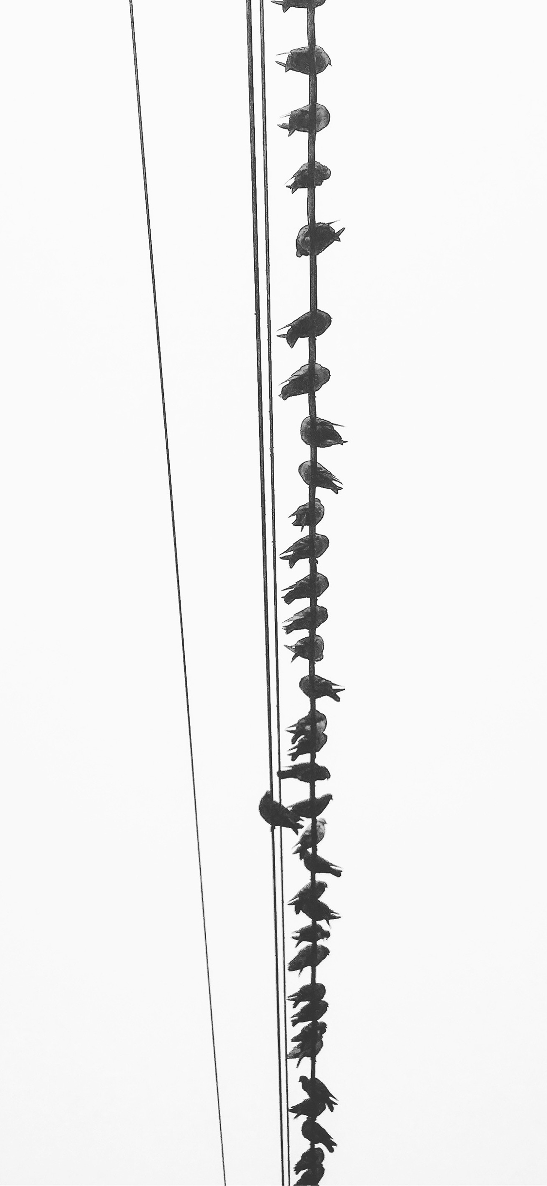 [2436×1125]电线 飞鸟 栖息 黑白 苹果手机壁纸图片