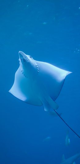 [2436x1125]电鳐 软骨鱼 海洋 鱼类 苹果手机壁纸图片