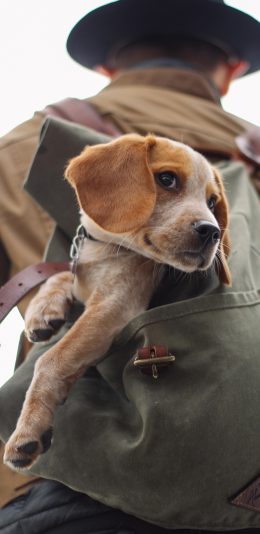 [2436x1125]男生背影 背包 狗子 幼犬 苹果手机壁纸图片