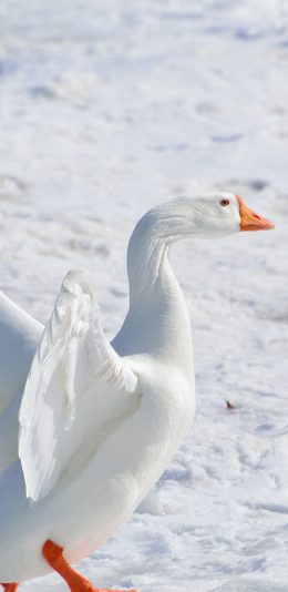 [2436x1125]白天鹅 翅膀 雪地 冬季 羽毛 苹果手机壁纸图片