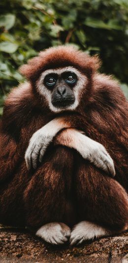 [2436x1125]白掌长臂猿 猿长类 白毛 苹果手机壁纸图片