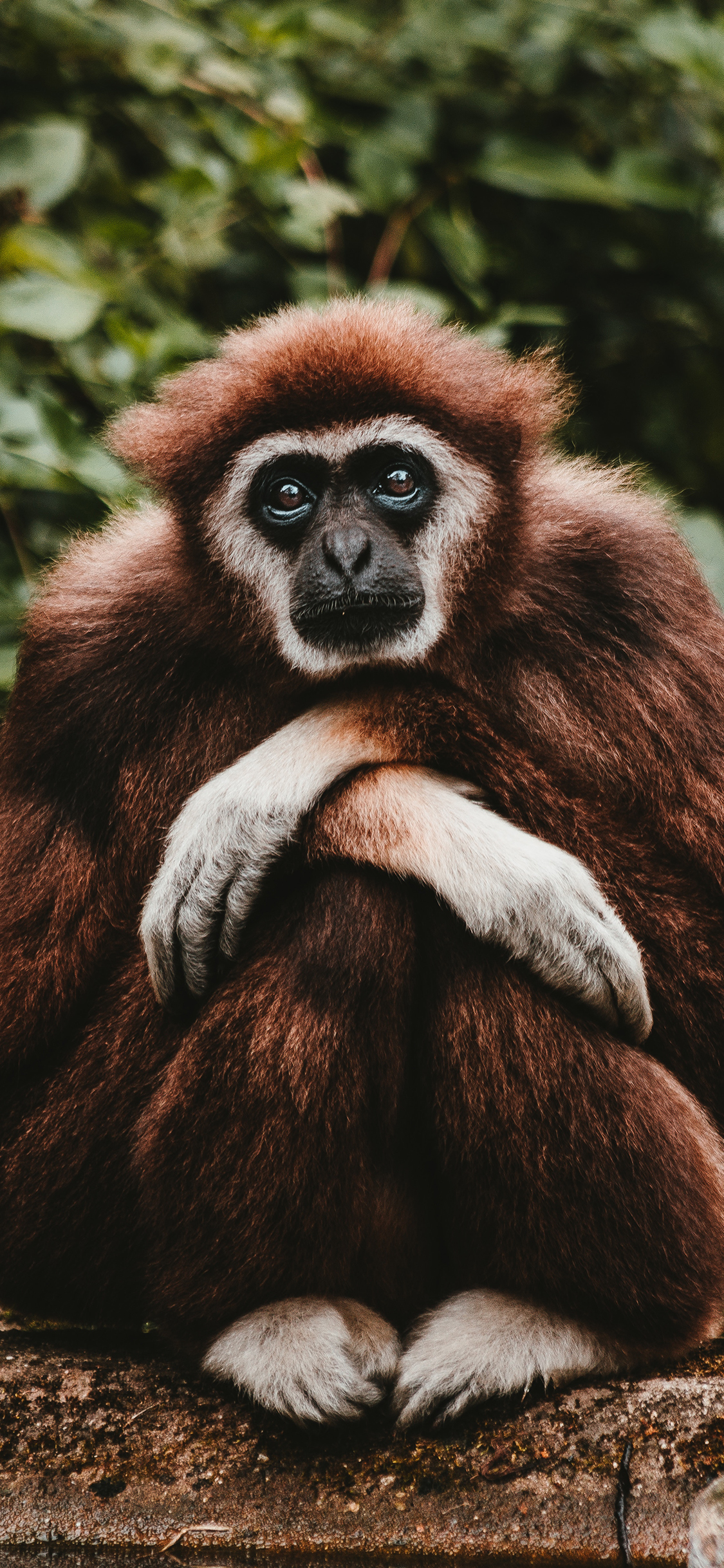 [2436×1125]白掌长臂猿 猿长类 白毛 苹果手机壁纸图片