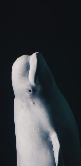 [2436x1125]白海豚 保护动物 海洋生物 聪明 苹果手机壁纸图片