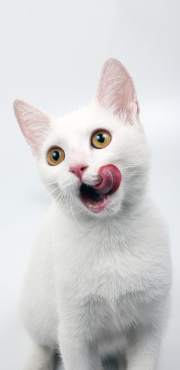 [2436x1125]白猫 吐舌 猫咪 可爱 宠物 喵星人 苹果手机壁纸图片