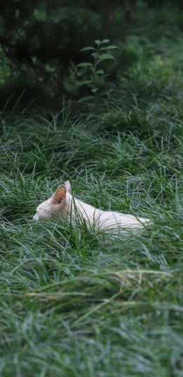 [2436x1125]白猫 喵星人 草丛 宠物 绿色 苹果手机壁纸图片