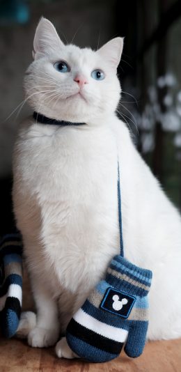 [2436x1125]白猫 猫咪 可爱 萌宠  喵星人 苹果手机壁纸图片