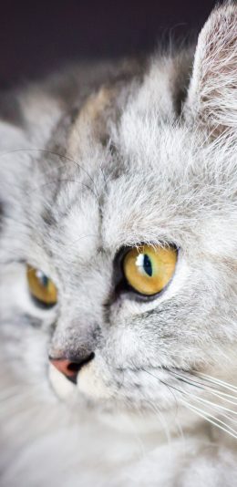 [2436x1125]白猫 猫咪 可爱 萌宠 喵星人 苹果手机壁纸图片