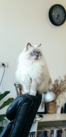 [2436x1125]白猫 猫咪 喵星人 宠物 室内 苹果手机壁纸图片