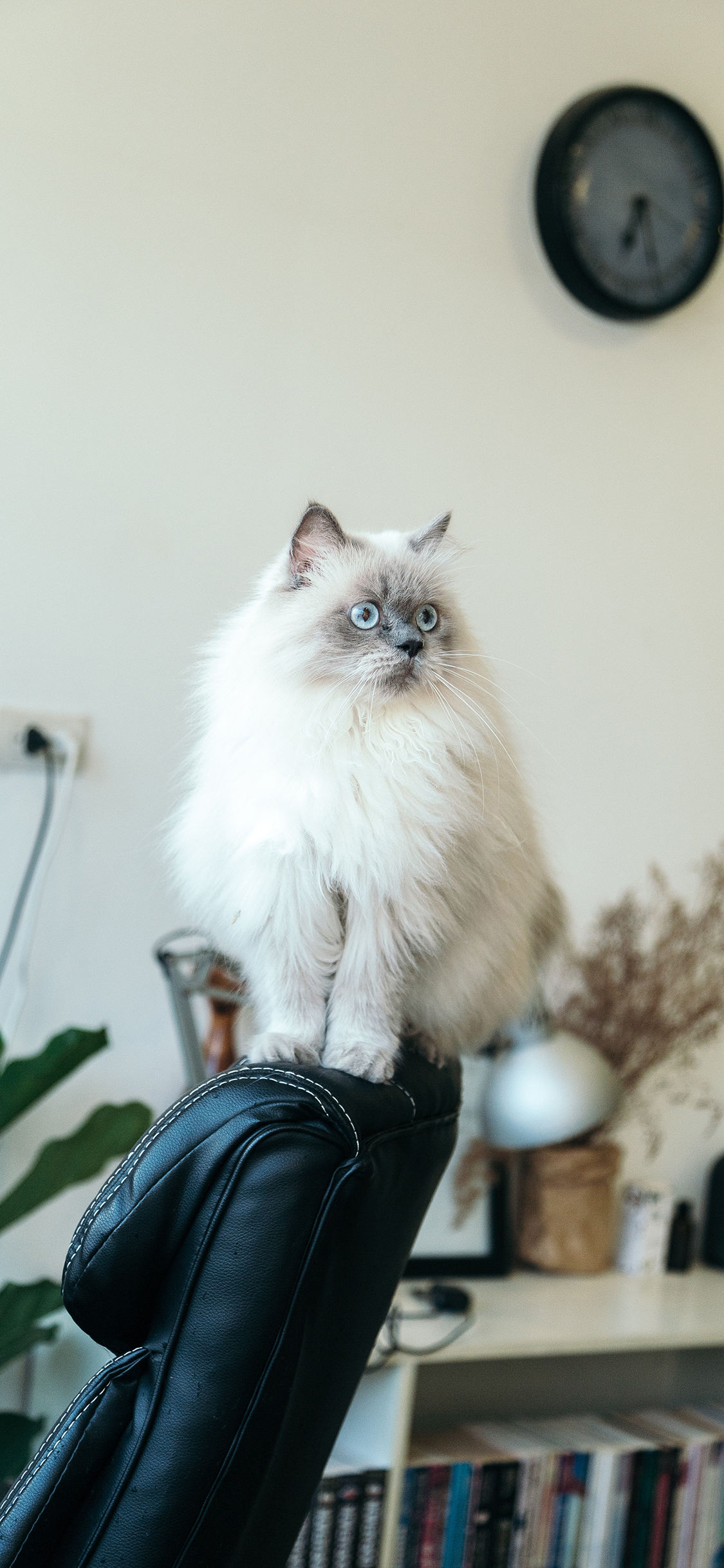 [2436×1125]白猫 猫咪 喵星人 宠物 室内 苹果手机壁纸图片