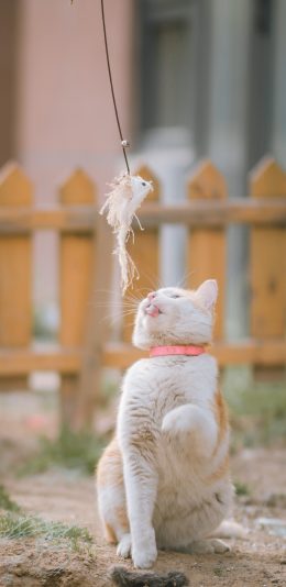 [2436x1125]白猫 猫咪 喵星人 宠物 逗猫 苹果手机壁纸图片