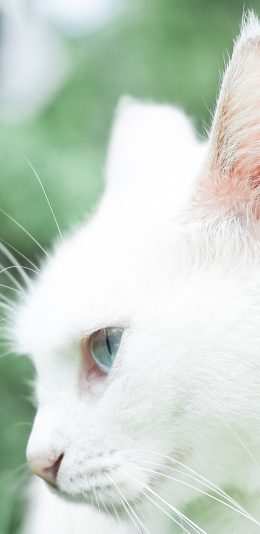 [2436x1125]白猫 猫咪 宠物 可爱 喵星人 萌 苹果手机壁纸图片