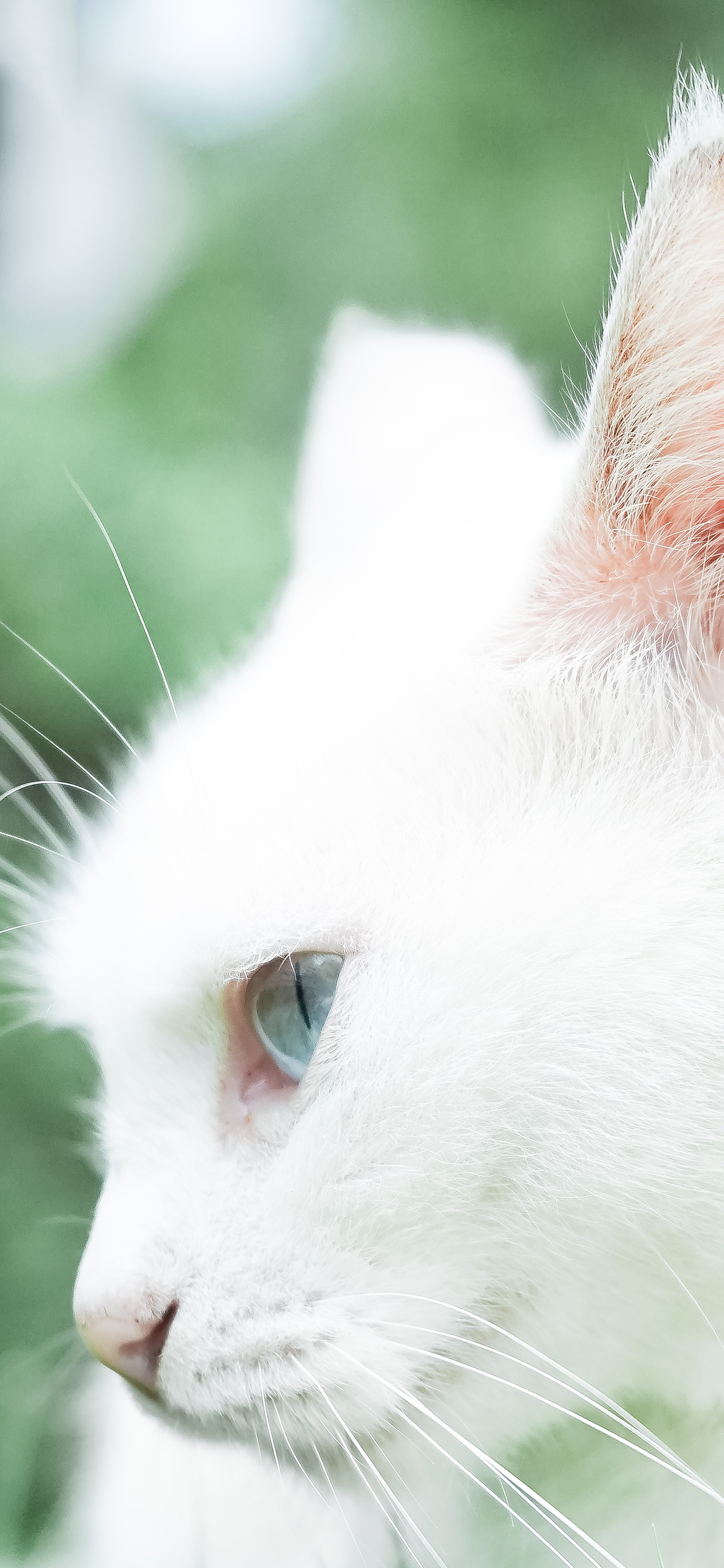 [2436×1125]白猫 猫咪 宠物 可爱 喵星人 萌 苹果手机壁纸图片