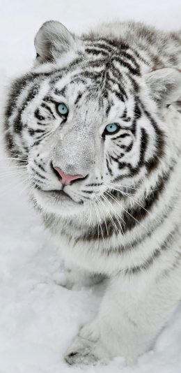 [2436x1125]白老虎 凶猛 猛兽 丛林之王 苹果手机壁纸图片