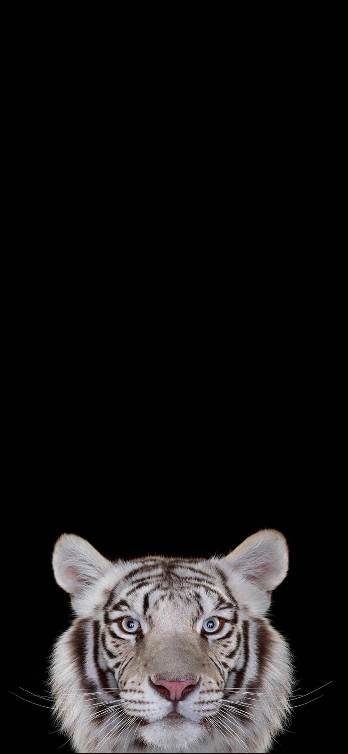 [2436×1125]白虎 虎头 简约 猛兽 苹果手机壁纸图片