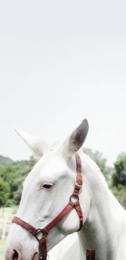 [2436x1125]白马 奔跑 矫健 套索 苹果手机壁纸图片