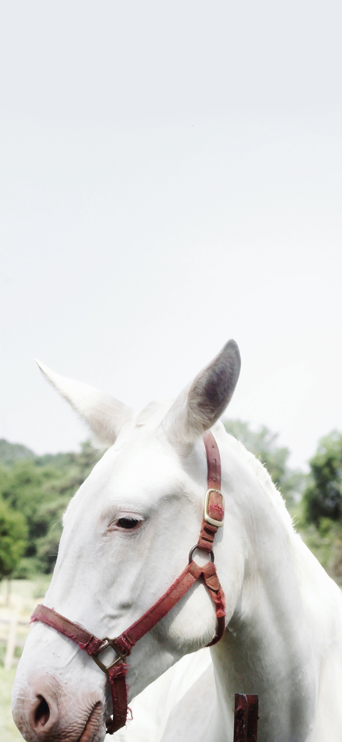 [2436×1125]白马 奔跑 矫健 套索 苹果手机壁纸图片
