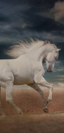 [2436x1125]白马 奔跑 驹 沙子 苹果手机壁纸图片
