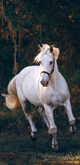 [2436x1125]白马 奔跑 驹 马匹 苹果手机壁纸图片