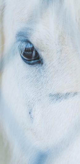 [2436x1125]白马 特写 白色 鬃毛 眼睛 苹果手机壁纸图片