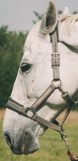 [2436x1125]白马 绳索 畜牧 牲畜 驹 苹果手机壁纸图片