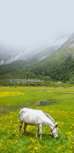 [2436x1125]白马 草原 吃草 畜牧 牲畜 苹果手机壁纸图片