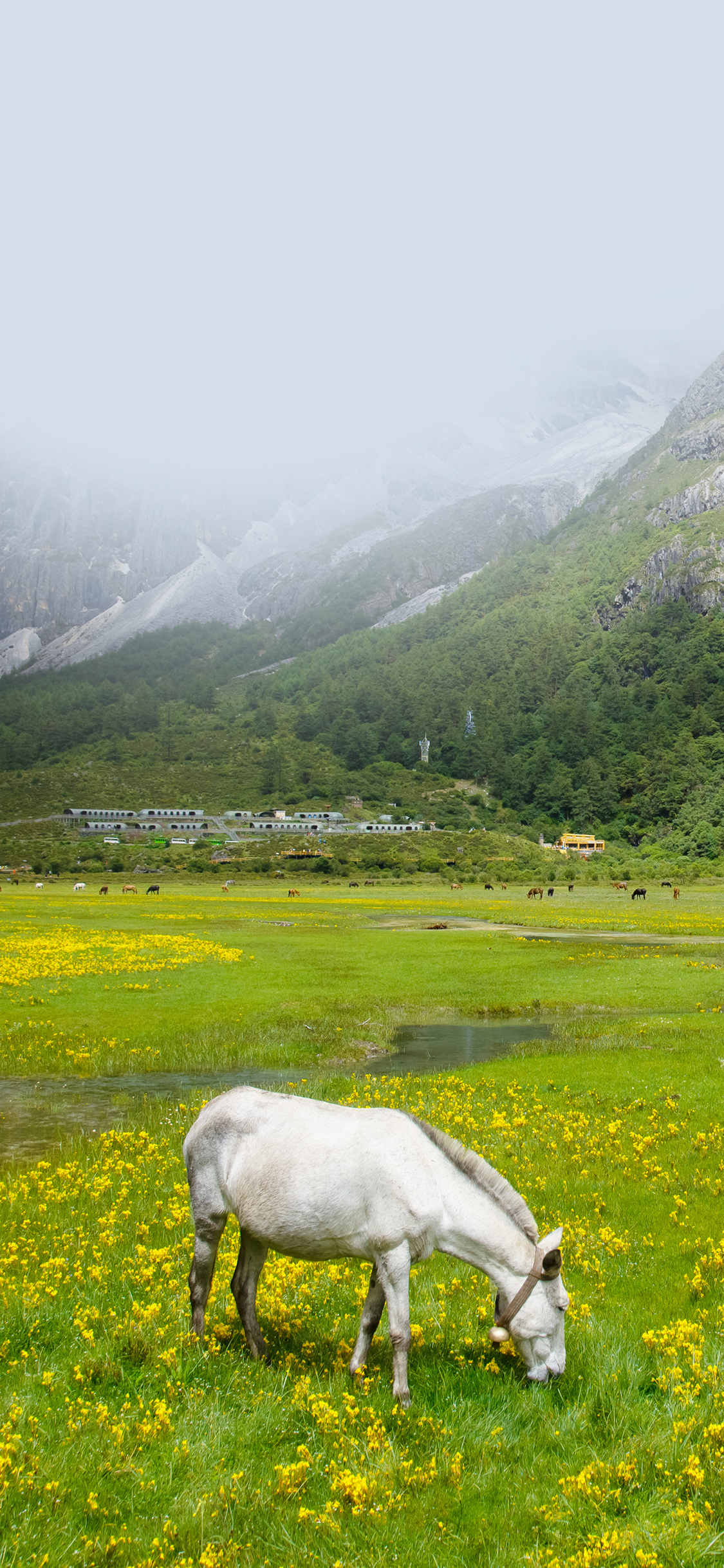 [2436×1125]白马 草原 吃草 畜牧 牲畜 苹果手机壁纸图片
