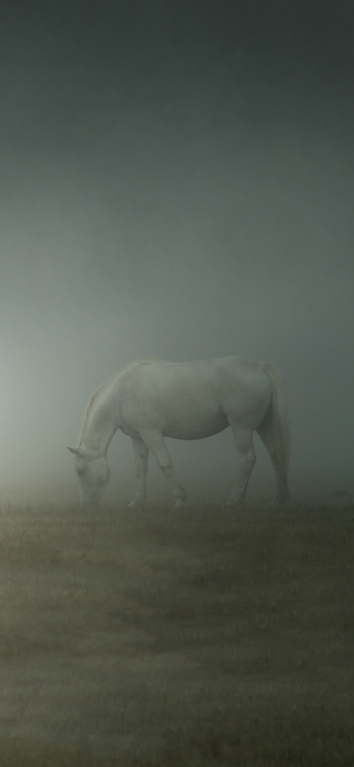 [2436×1125]白马 雾 朦胧 草原 驹 苹果手机壁纸图片