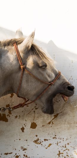 [2436x1125]白马 马匹 牙齿 奔跑 代步 苹果手机壁纸图片