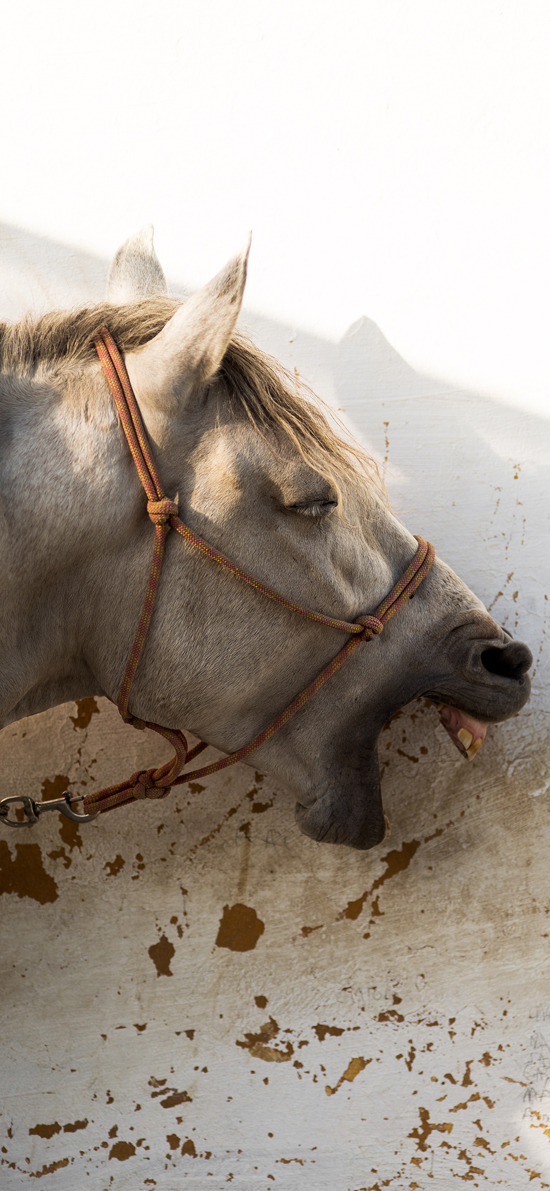 [2436×1125]白马 马匹 牙齿 奔跑 代步 苹果手机壁纸图片