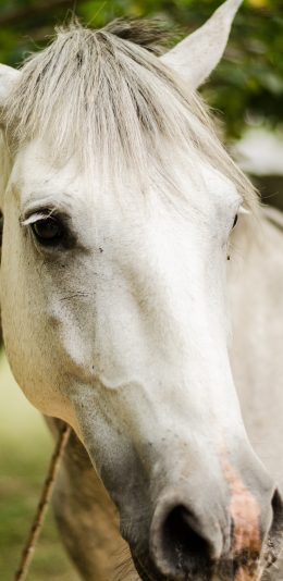 [2436x1125]白马 驹 养殖 鬃毛 苹果手机壁纸图片