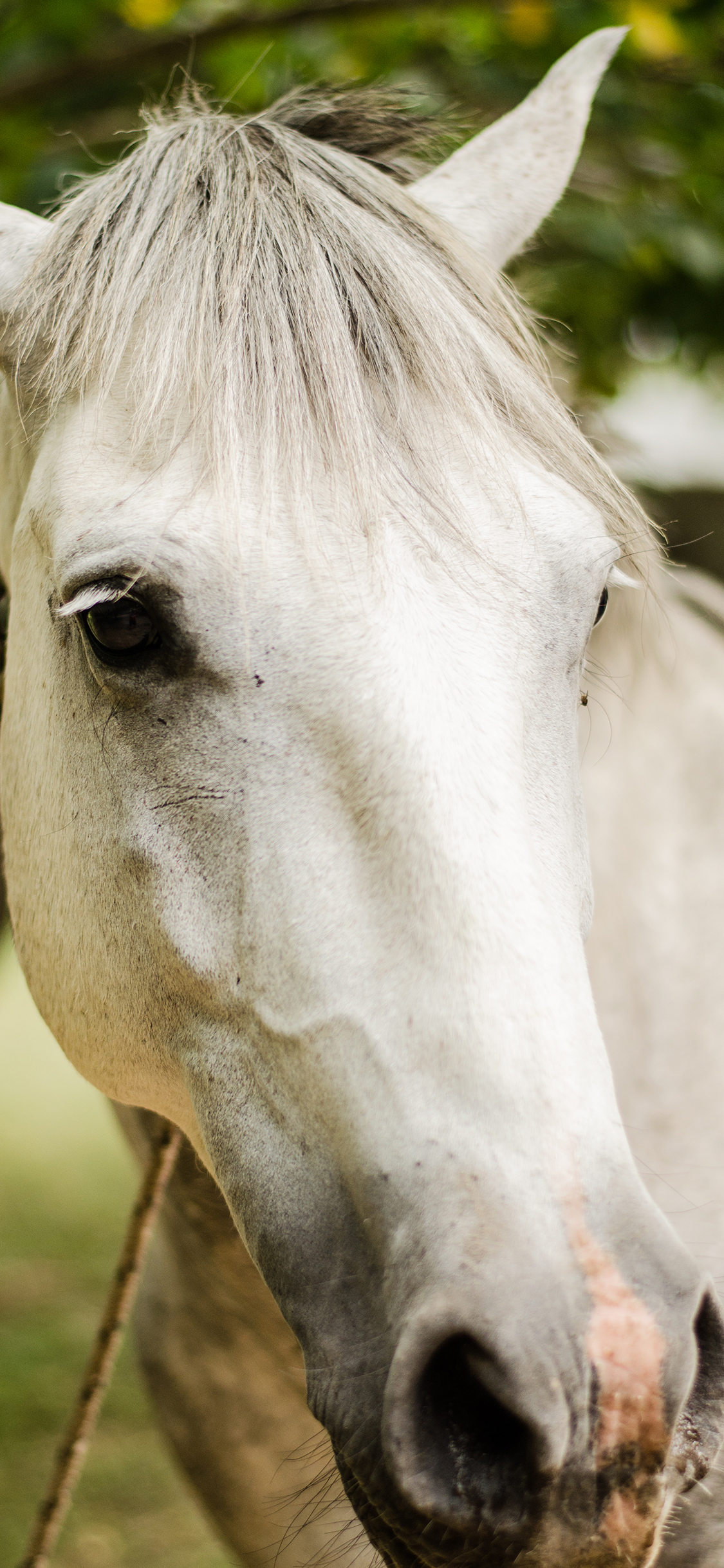 [2436×1125]白马 驹 养殖 鬃毛 苹果手机壁纸图片