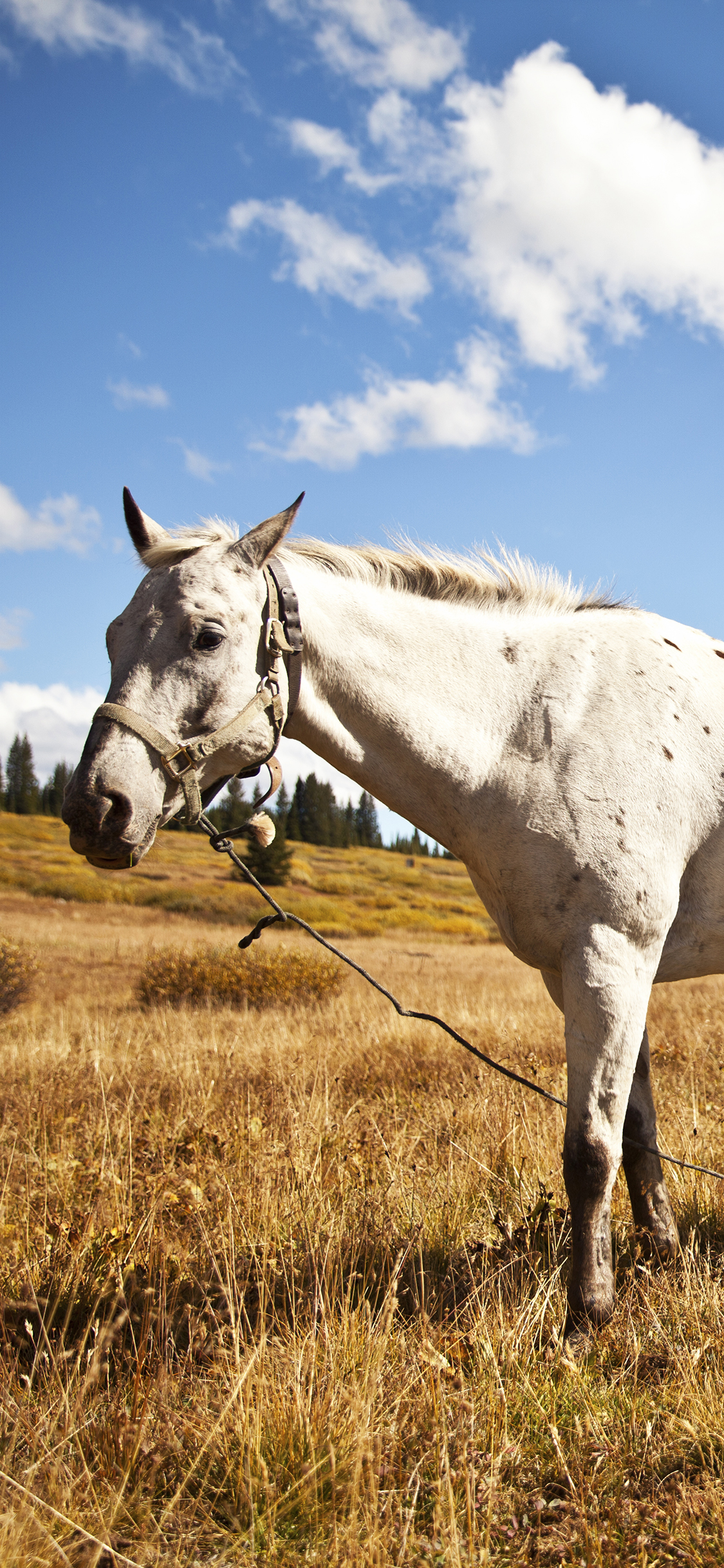 [2436×1125]白马 驹 草原 畜牧 家畜 苹果手机壁纸图片