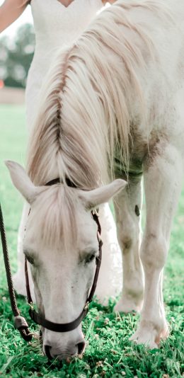 [2436x1125]白马 驹 草坪 吃草 苹果手机壁纸图片