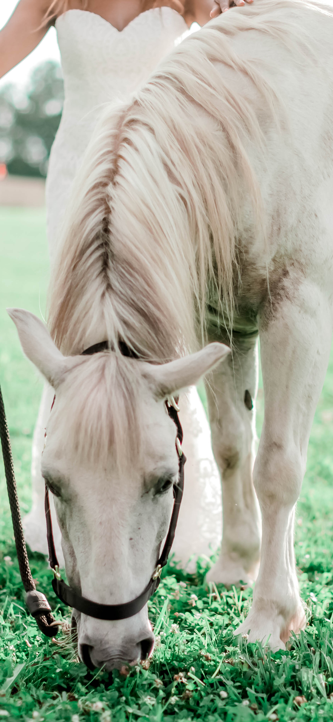 [2436×1125]白马 驹 草坪 吃草 苹果手机壁纸图片