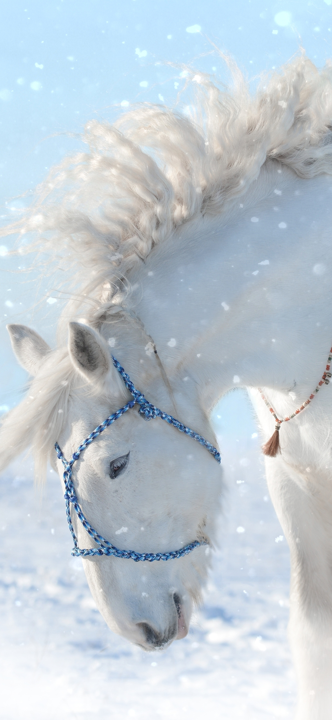 [2436×1125]白马 驹 雪地 白色 苹果手机壁纸图片