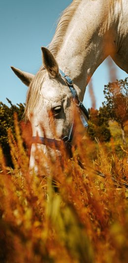[2436x1125]白马 驹 食草 牲畜 畜牧 苹果手机壁纸图片
