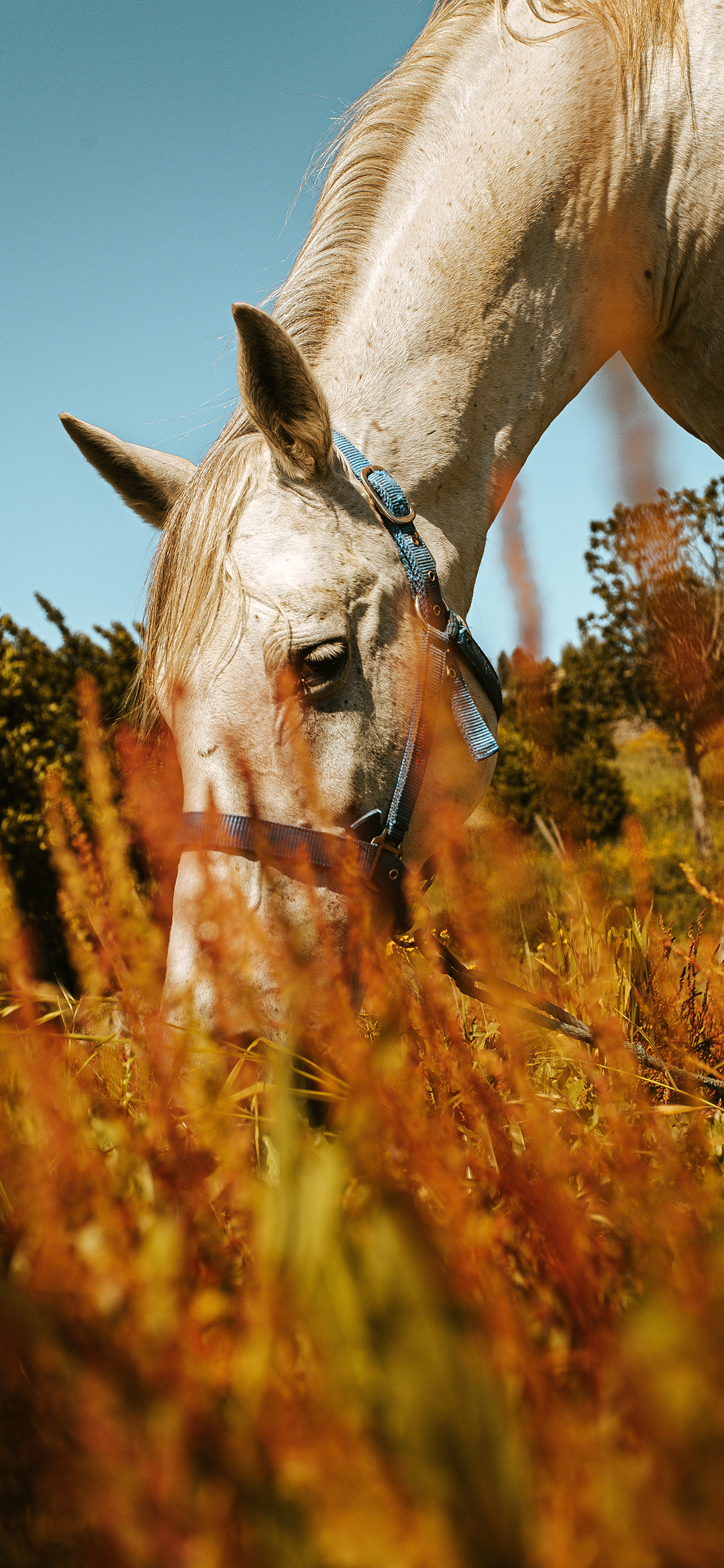 [2436×1125]白马 驹 食草 牲畜 畜牧 苹果手机壁纸图片